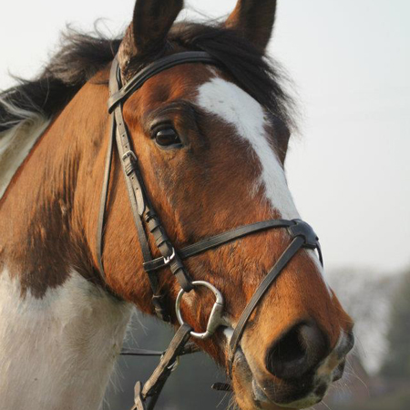 Riding horses for shop sale near me