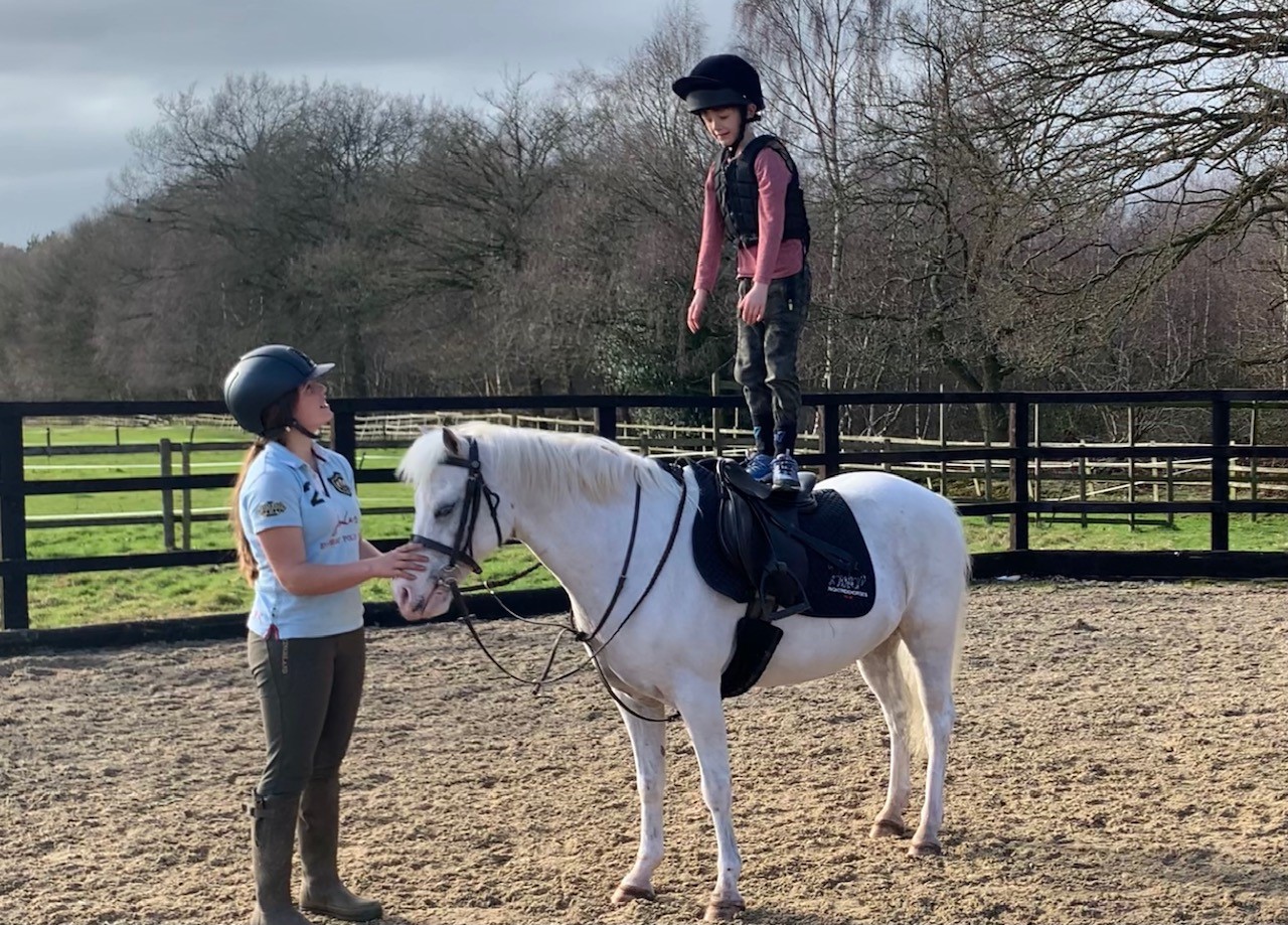 Horses For Sale Right Ride Horses